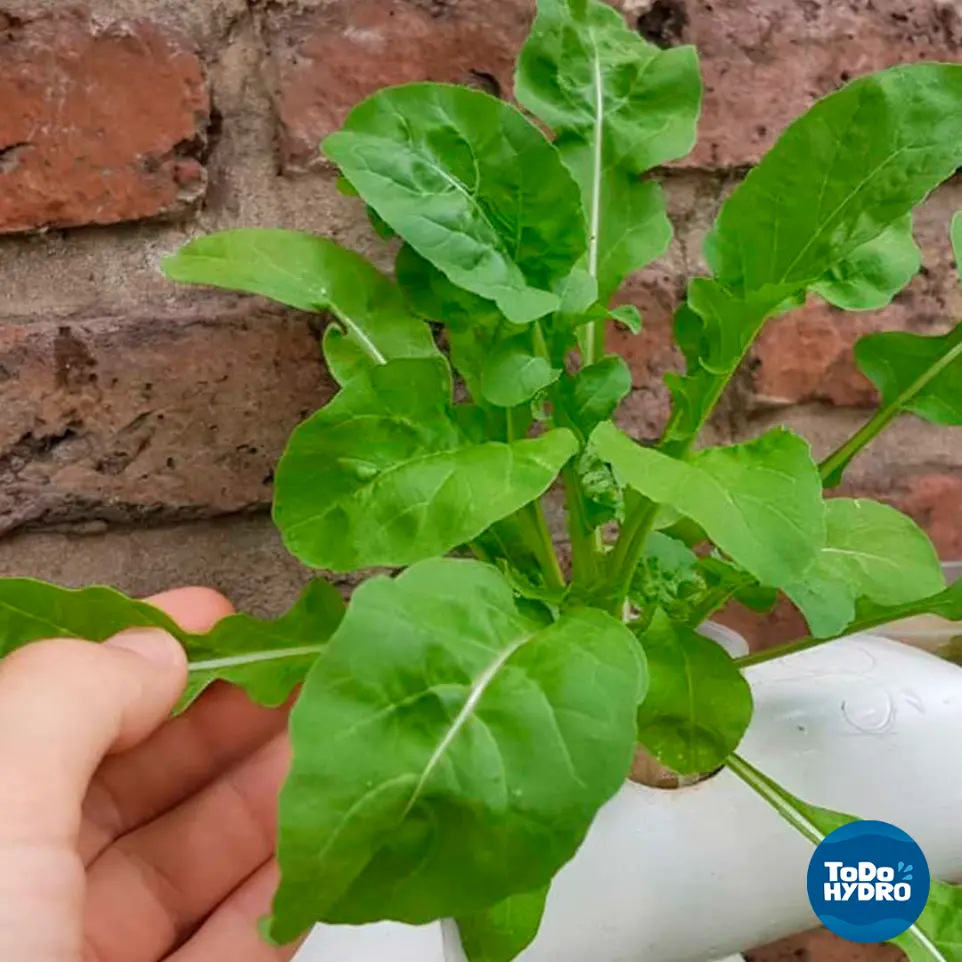 Cresça com consciência