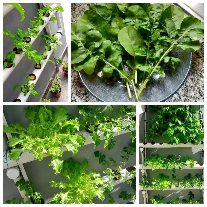 Protudores hidroponicos