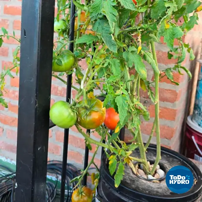 Tomate na hidroponia
