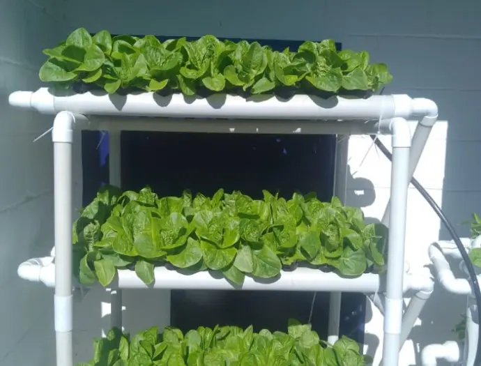 Produtor hidropônico profissional