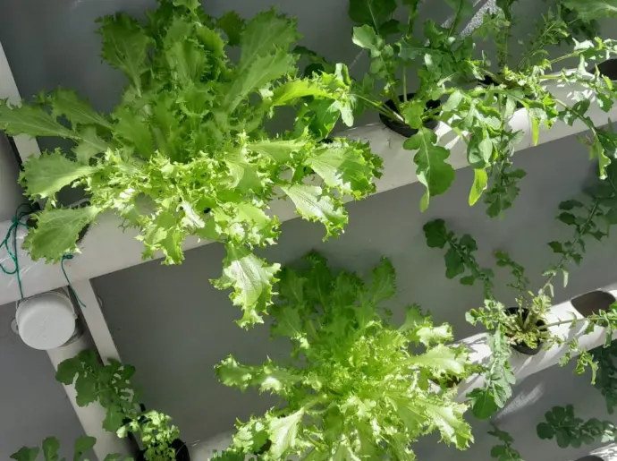 jardim de hidroponia