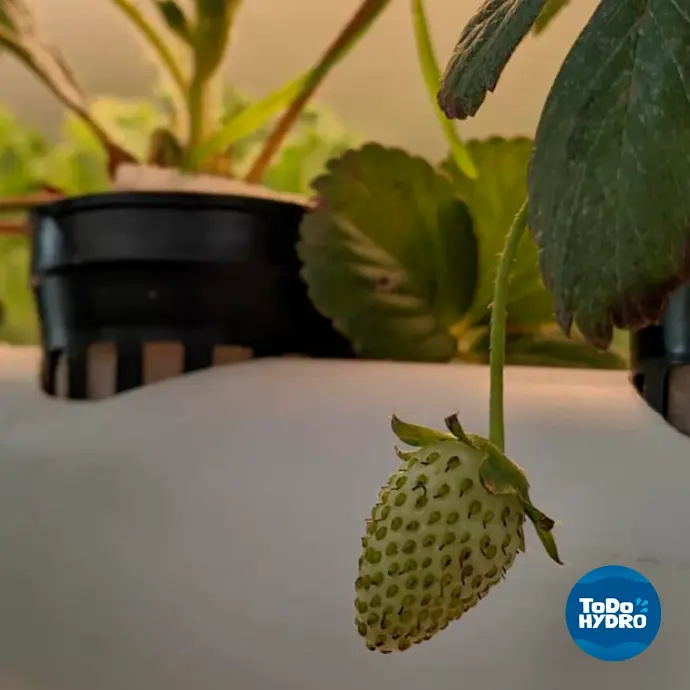 fazer cultivo hidroponico