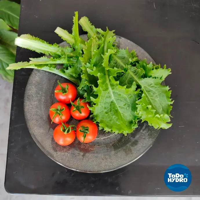 seus vegetais hidropônicos