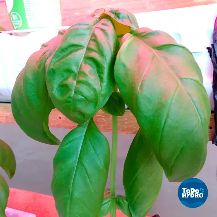 manjericao hidroponico