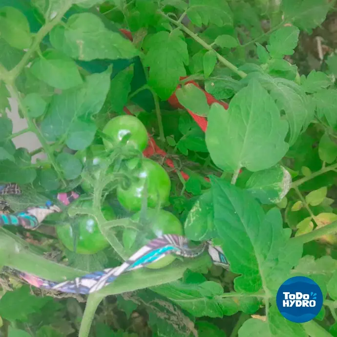 tomate cereja em hidroponia