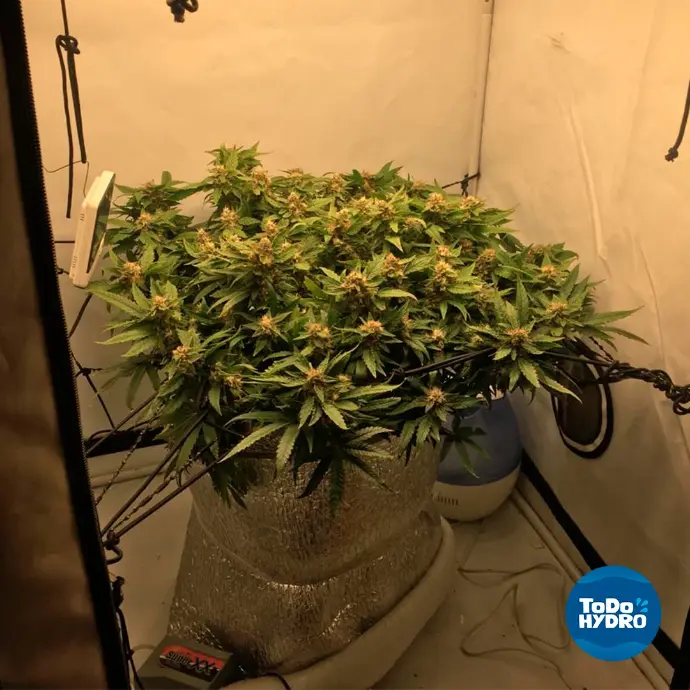 cultivo de medicinal