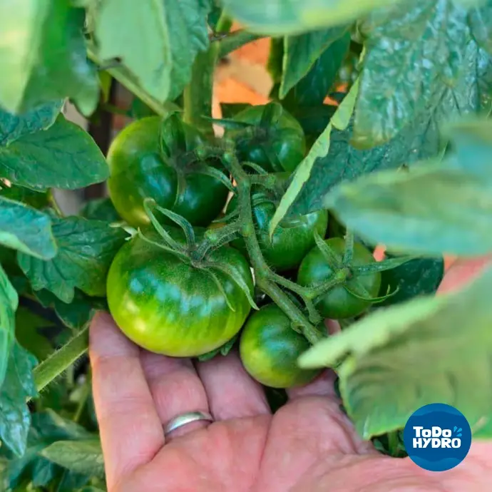 tomate na hidroponia