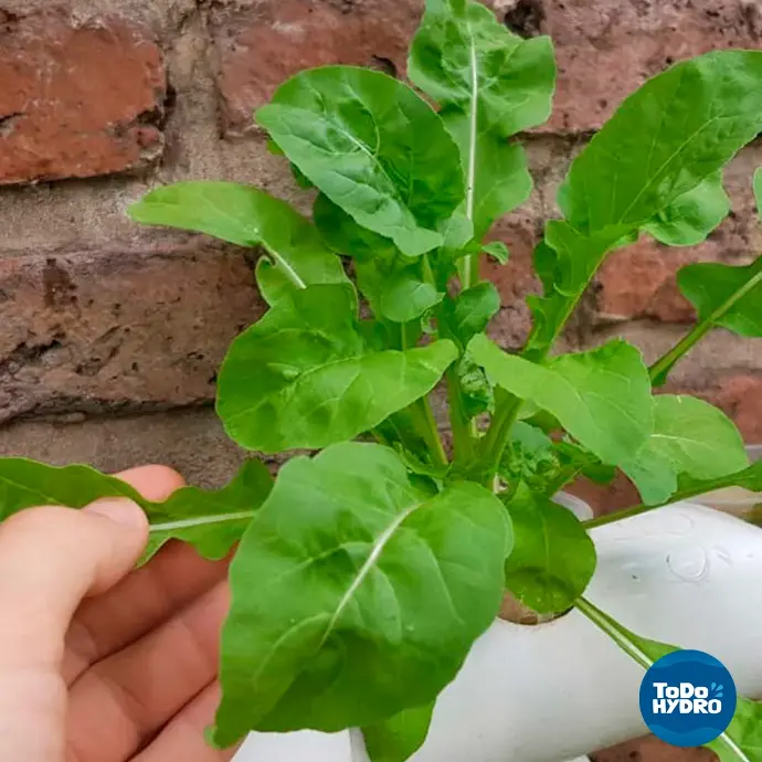 alecrim na hidroponia