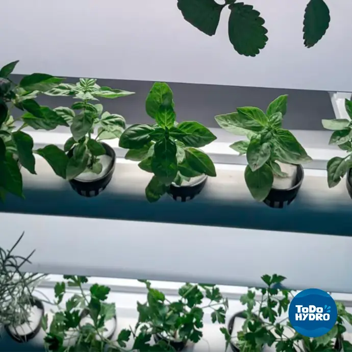 horta hidroponica