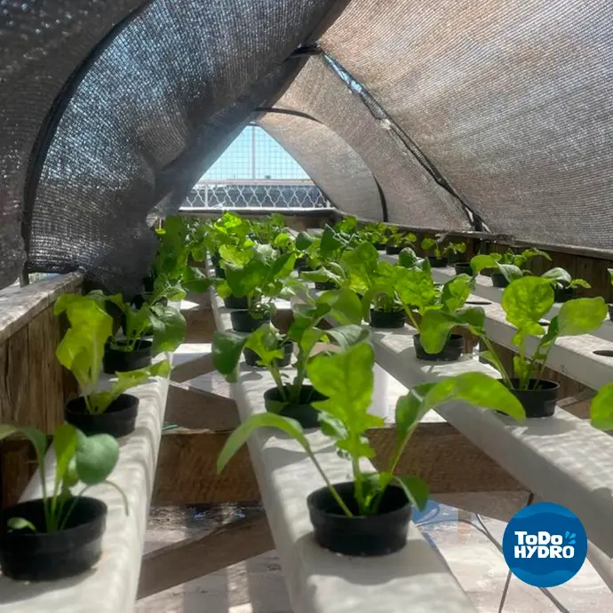 fazer cultvio hidroponico