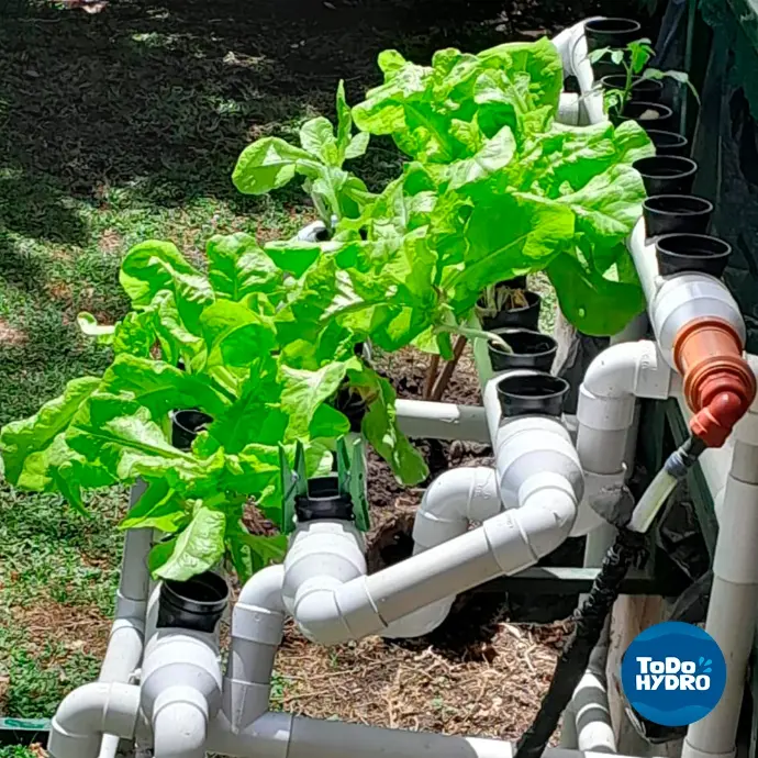 alface no kit de hidroponia