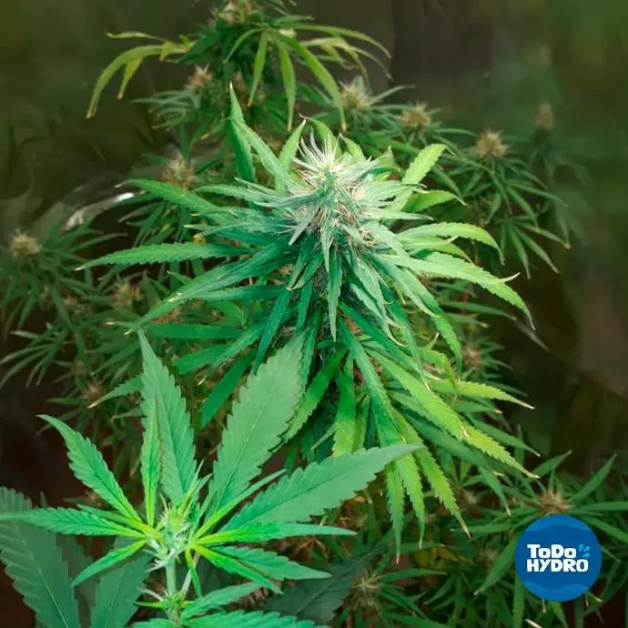 cannabis hidroponico