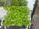todohydro-client-plants-1-aerogarden-hydroponic-1024x768.webp