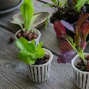 plant-seeds-21.webp