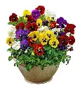 Flor Amor-Perfeito