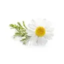 Flor Camomila
