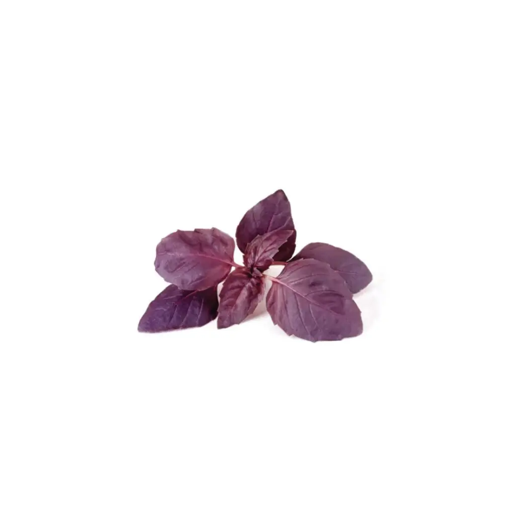 [SEM-00137] Manjericão Roxo