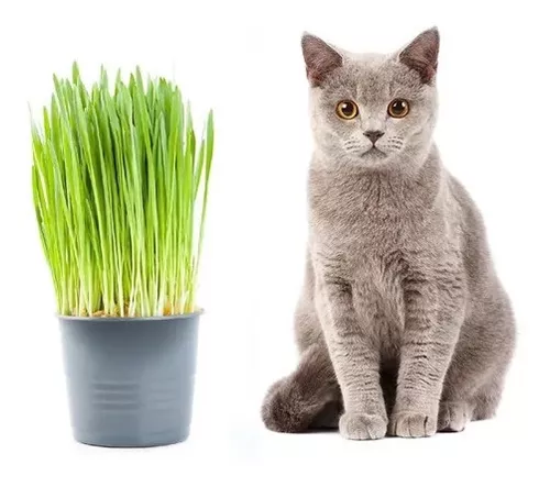 [SEED1-12] Semente de Grama dos Gatos