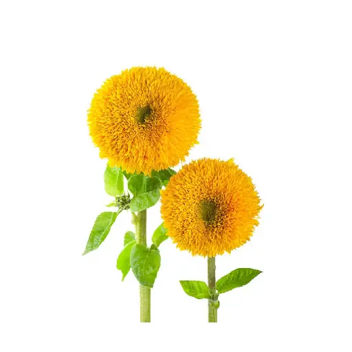 [SEED1-13] Girassol