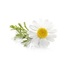 [SEED1-14] Flor Camomila
