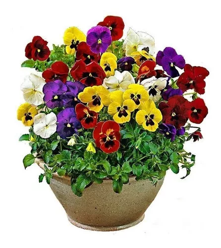 [SEED1-15] Flor Amor-perfeito