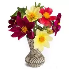 [SEED1-16] Flor Dália Coldness